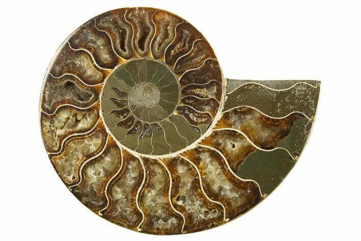 Cut & Polished Ammonite Fossil (Half) - Madagascar #310684